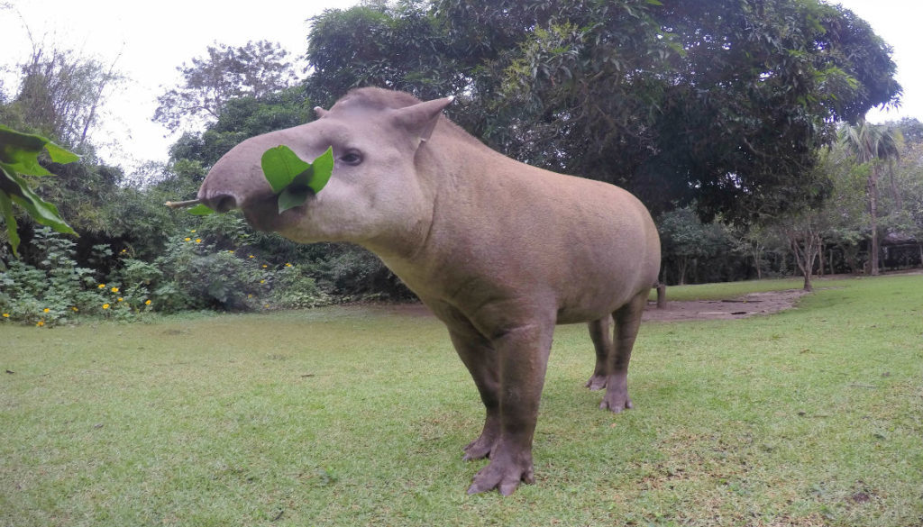 tapir photo