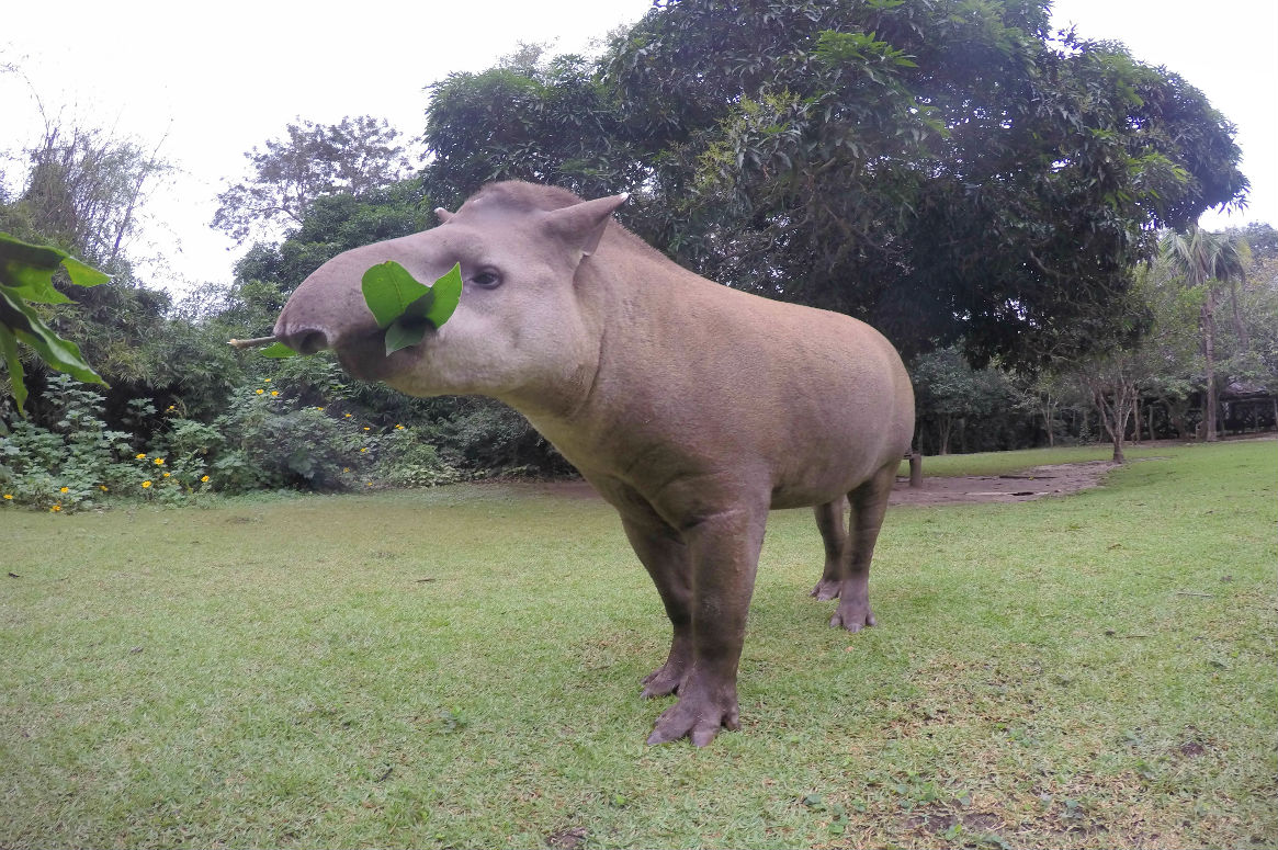 tapir photo