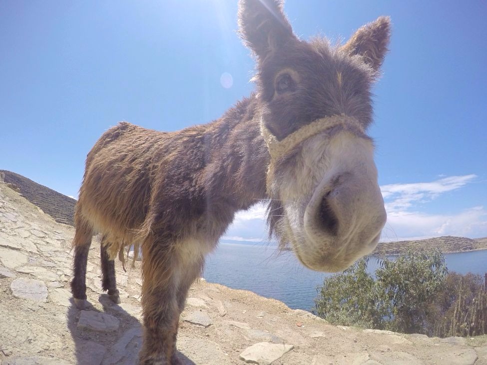 TravelledMatt - donkey