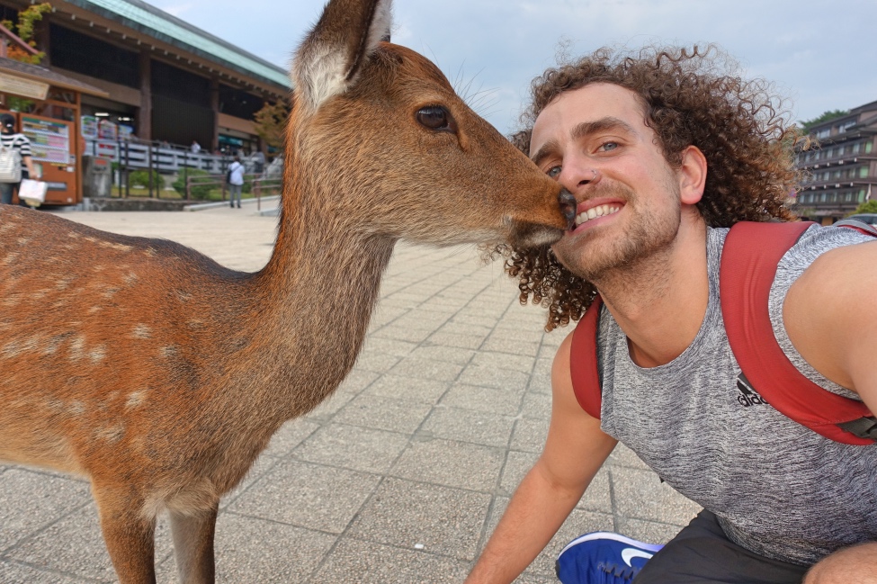 TravelledMatt - Miyajima Island Deer