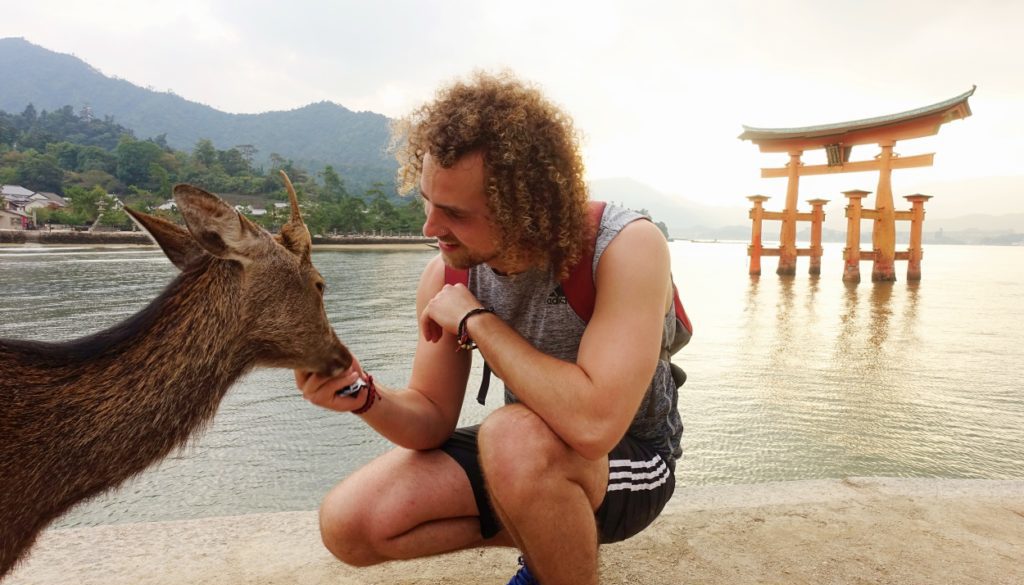 TravelledMatt - Miyajima Island (deer) 1