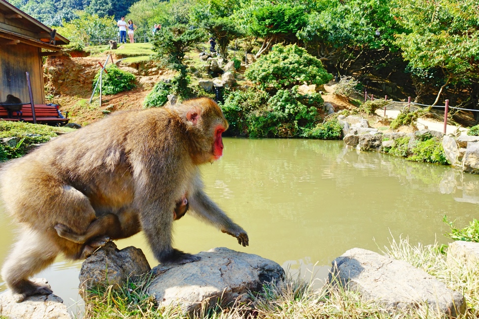 Iwatayama Monkey Park Kyoto - TravelledMatt