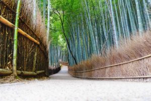 TravelledMatt - Bamboo Forest