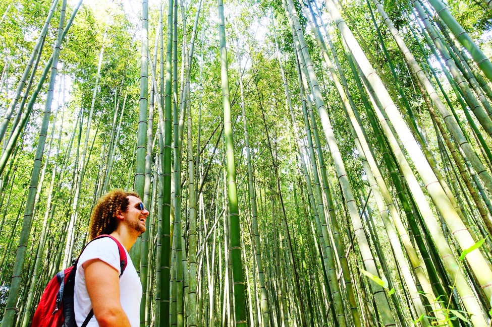 TravelledMatt - Bamboo Forest